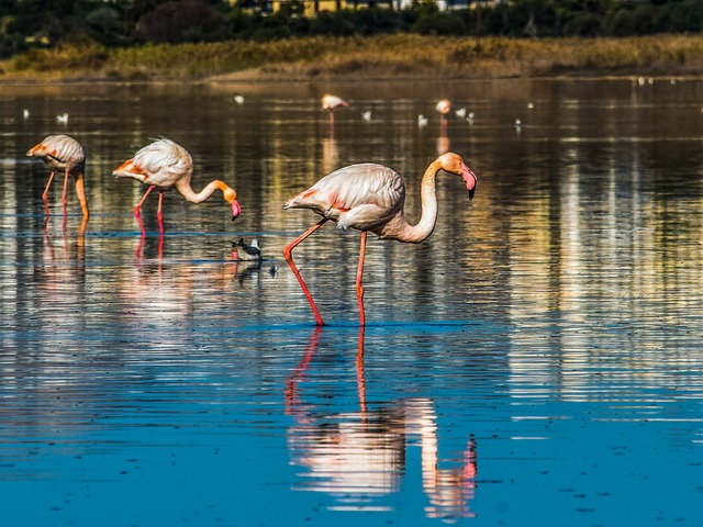 Oglądanie flamingów
